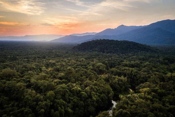 ・ マタ ・ アトランティカ - ブラジルの大西洋岸森林 - forest canal tropical rainforest river ストックフォトと画像