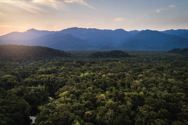 ・ マタ ・ アトランティカ - ブラジルの大西洋岸森林 - forest canal tropical rainforest river ストックフォトと画像