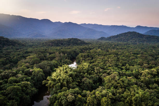 istock Mata Atlantica - Atlantic Forest in Brazil 997336482