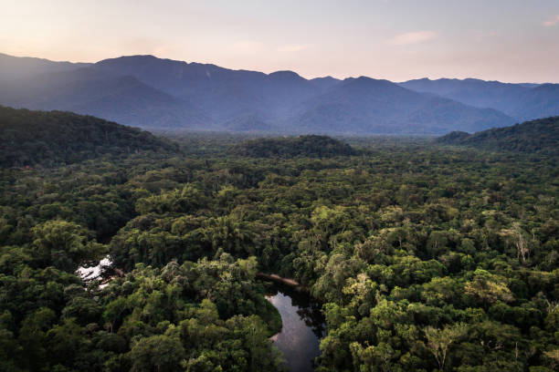 istock Mata Atlantica - Atlantic Forest in Brazil 997337048