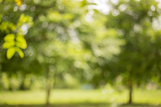 istock abstract blur green color for background,blurred and defocused effect spring concept for design 997337576