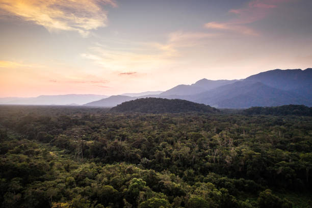 istock Mata Atlantica - Atlantic Forest in Brazil 997337956