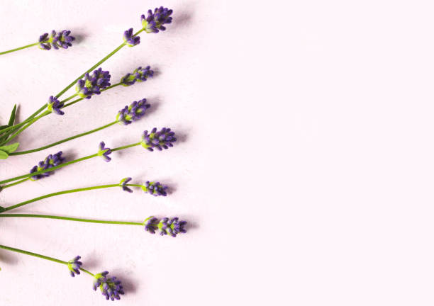 istock Fresh lavender flowers on pink background 997342806