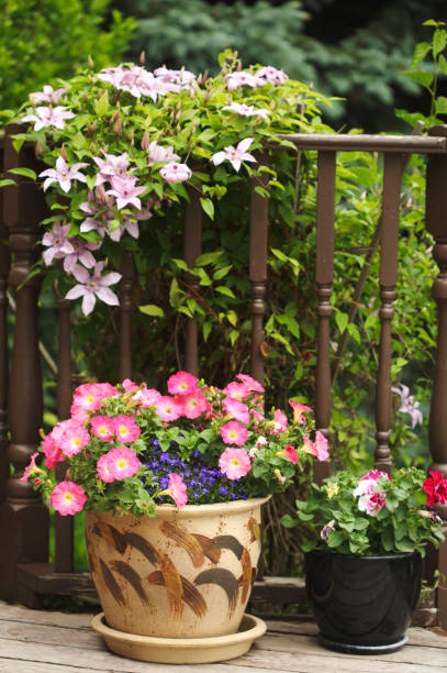 istock Flowers in pots on a backyard patio 997345818