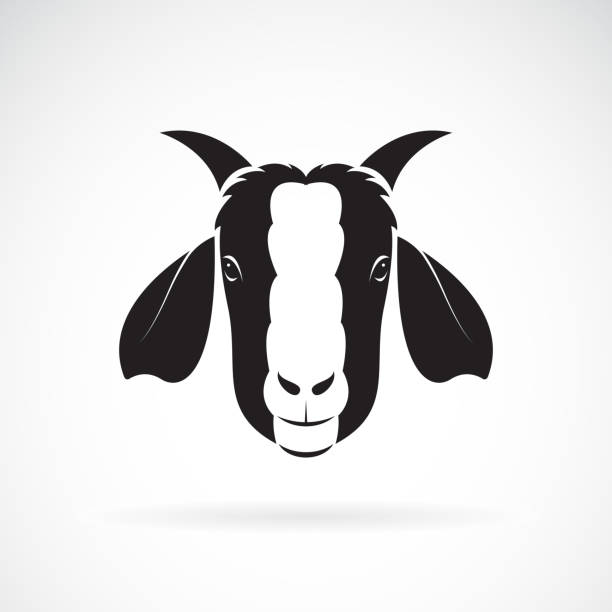 Vector of goat head design on white background. Wild Animals. Easy editable layered vector illustration. Vector of goat head design on white background. Wild Animals. Easy editable layered vector illustration. goat stock illustrations