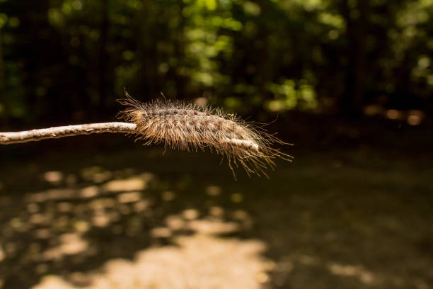Hairy Gipsy Moth Caterpillar famous as Lymantria hang on the wood stick in Northern Wisconsin Forest