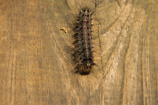 Hairy Gipsy Moth Caterpillar famous as Lymantria Climbing on the wooden table in Northern Wisconsin Forest