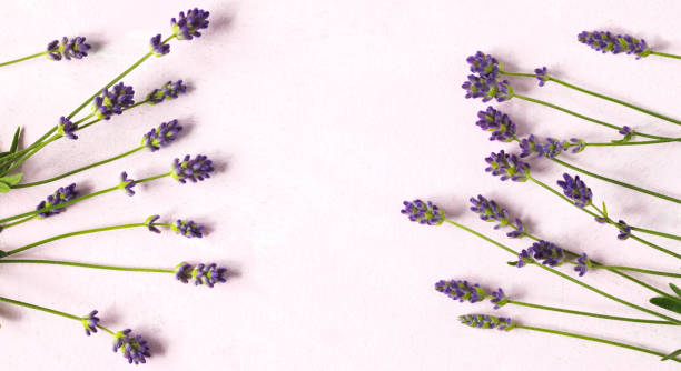 istock Fresh lavender flowers on pink background 997354638