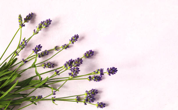 istock Fresh lavender flowers on pink background 997354674