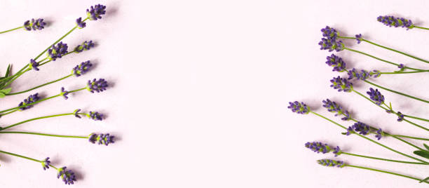 istock Fresh lavender flowers on pink background 997355512