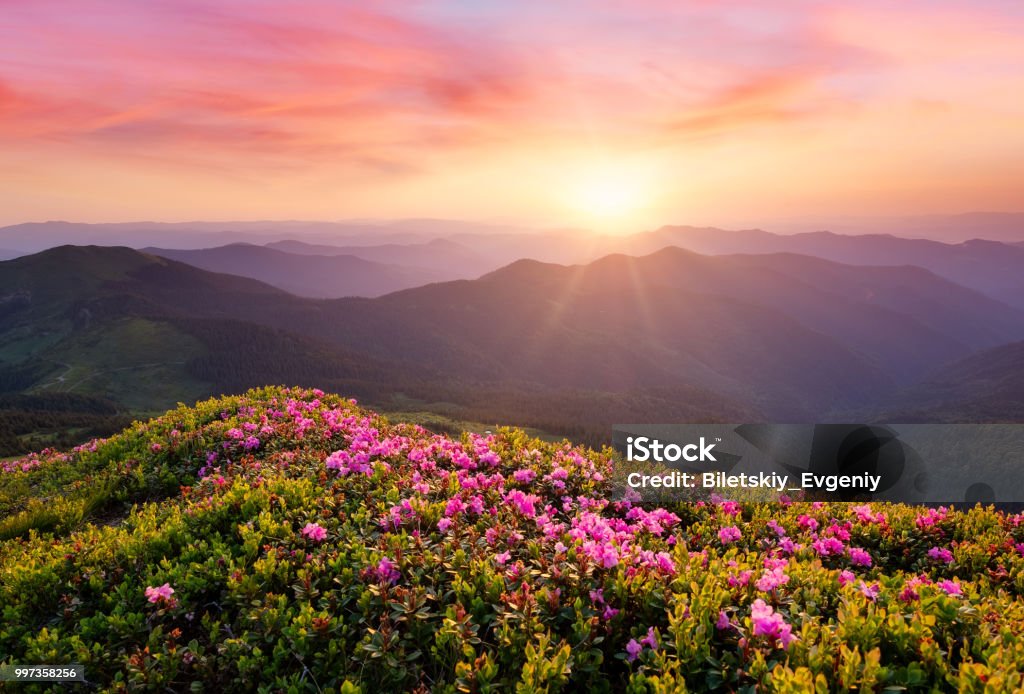 Montaña En Flor De Flores Y El Amanecer Hermoso Paisaje Natural A La Hora  De Verano Foto de stock y más banco de imágenes de Aire libre - iStock