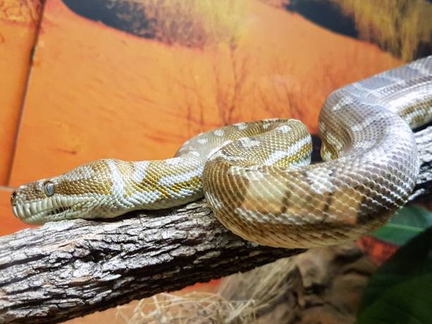 istock Close up of snake on branch 997361932