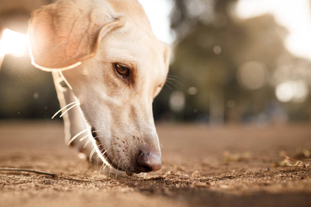 地面の臭いがする犬の肖像画を間近します。 - 嗅ぐ ストックフォトと画像