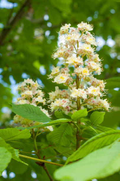 istock Flowers of a tree a chestnut. Spring blossoming chestnut tree flowers. Aesculus hippocastanum blossom of horse-chestnut tree 997389018