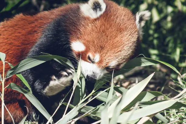 Close up image of a Red Panda (Ailurus fulgens) with copy space