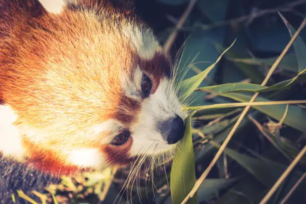 Close up image of a Red Panda (Ailurus fulgens) with copy space