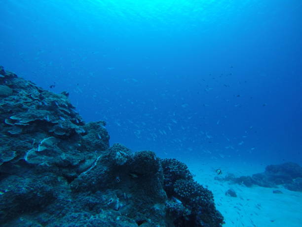 istock undersea view japan aka island 997392992