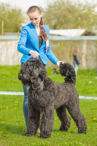 Gomel, Belarus - April 30, 2016: Young beautiful girl and the Giant Schnauzer, Riesenschnauzer puppy shows form