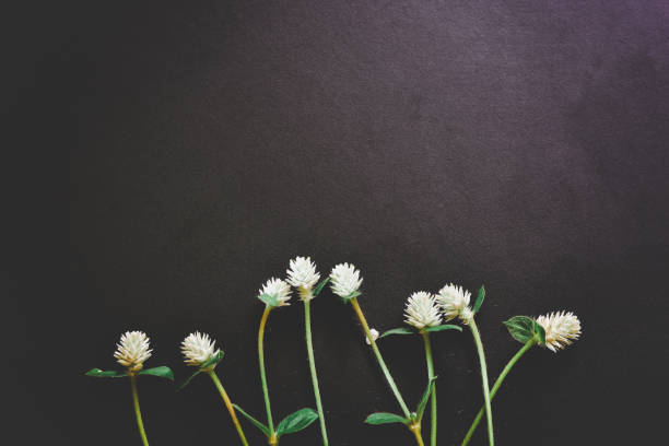 istock Beautiful flower on black background. 997393904