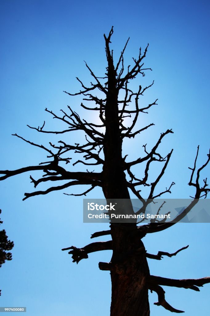 Barron Tree A Barren Tree Stock Photo - Download Image Now - Branch - Plant Part ...