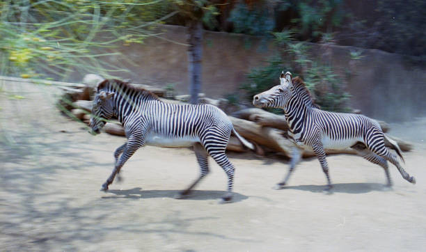 Los Angeles Zoo Stock Photos, Pictures & Royalty-Free Images - iStock Los Angeles Zoo Stock Photos, Pictures & Royalty-Free Images - iStock