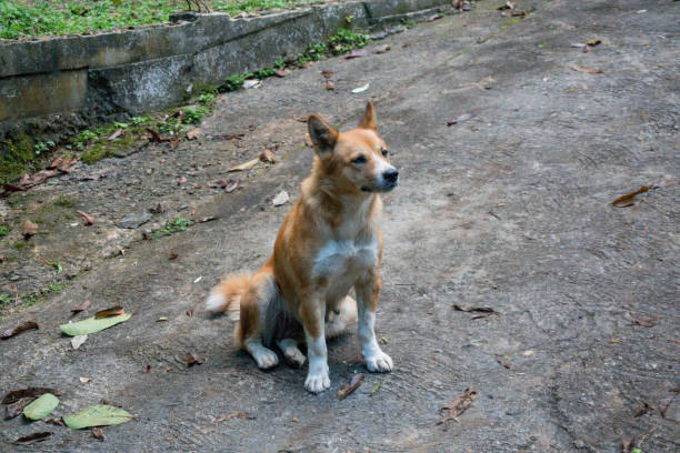 istock Folk dog that is common in Thailand. 997407490