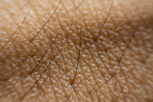 istock Human skin and fur line closeup large scale 997407494