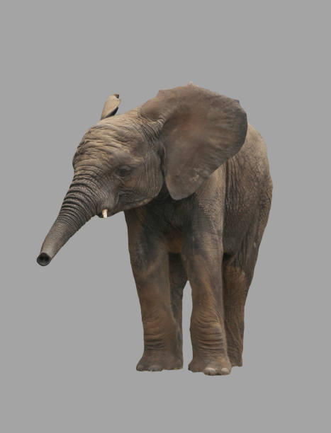 istock Young elephant on an isolated background. 997416524