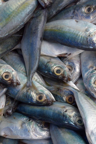 istock Background of fish fresh from the sea 997421090