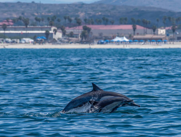 istock Mama and Baby Dolphin 997424658