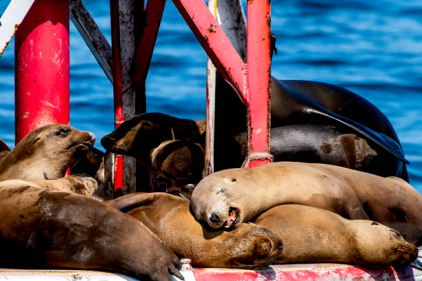 istock As the Sea Lion Dreams 997424744