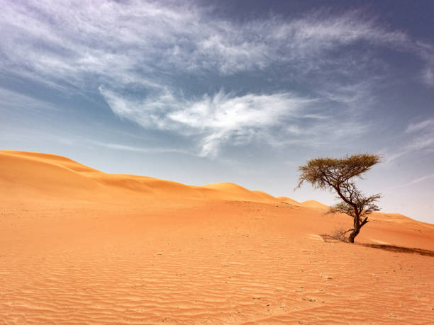 istock Oman Lonely Desert Tree Wahiba Sands 997433936