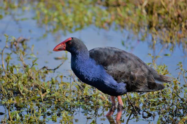 istock Pukeko bird,Wetland,Auckland 997444634
