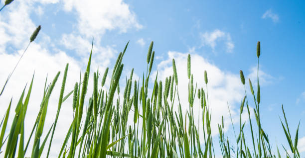 istock Grass, green field, wild summer plants 997445750