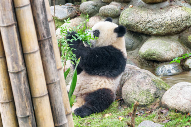 istock Cute young giant panda playing with green bush 997452078