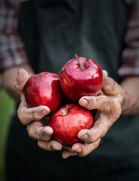 зрелый фермер, держащий красные яблоки - chomphu стоковые фото и изображения