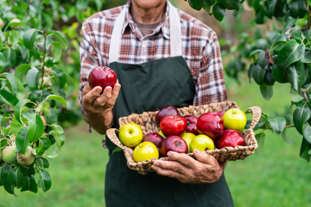 istock Mature farmer holding basket with apples 997457872