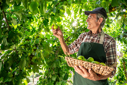 Mature farmer holding basket with green apples