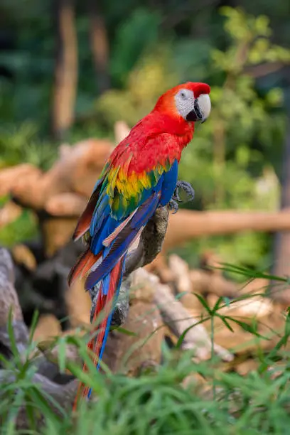 Photo of Colorful portrait of Amazon red macaw parrot against jungle. Side view of wild parrot head on green background. Wildlife and rainforest exotic tropical birds as popular pet breeds