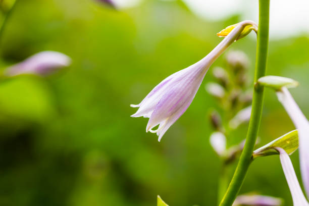 Lilac flowers in a garden