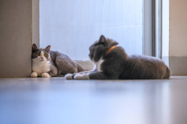 istock Two British short hair cats, shot indoors 997473370