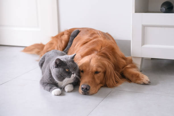 istock British short hair cat and golden retriever 997473432