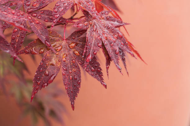 krople deszczu na czerwonych liściach klonu japońskiego w japońskim ogrodzie - japanese maple leaf water japan zdjęcia i obrazy z banku zdjęć