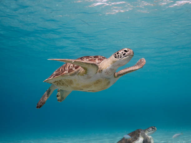 Green Sea Turtle in shallow water of the coral reef in the Caribbean Sea around Curacao stock photo