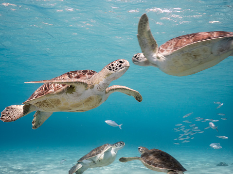 wideangel of Sea Turtle at scuba dive around Curaçao /Netherlands Antilles