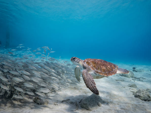 zielony żółw morski w płytkiej wodzie rafy koralowej na morzu karaibskim wokół curacao - sea turtle coral turtle green sea turtle zdjęcia i obrazy z banku zdjęć