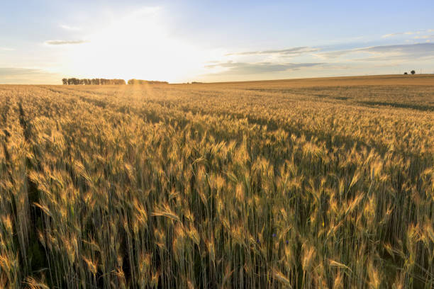 istock Sunset on the field with young rye. 997487944