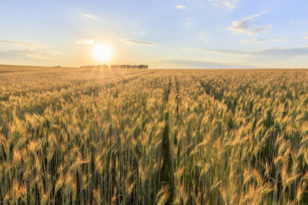 istock Sunset on the field with young rye. 997487950