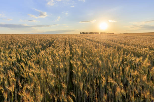 istock Sunset on the field with young rye. 997487956