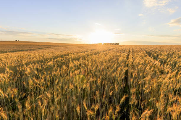 istock Sunset on the field with young rye. 997487958